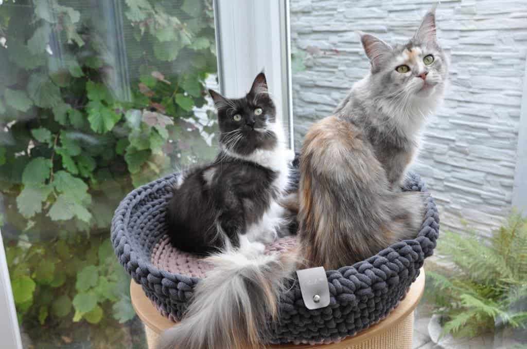 makramee haustierkörbchen